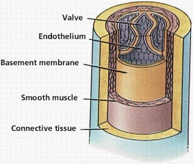 bloodvessels_2