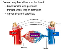 vein1pdf